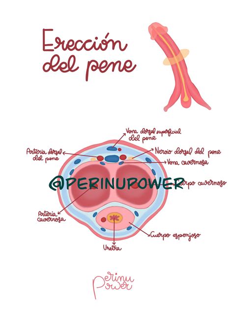 penes|Pene: Anatomía, función, erección, eyaculación 